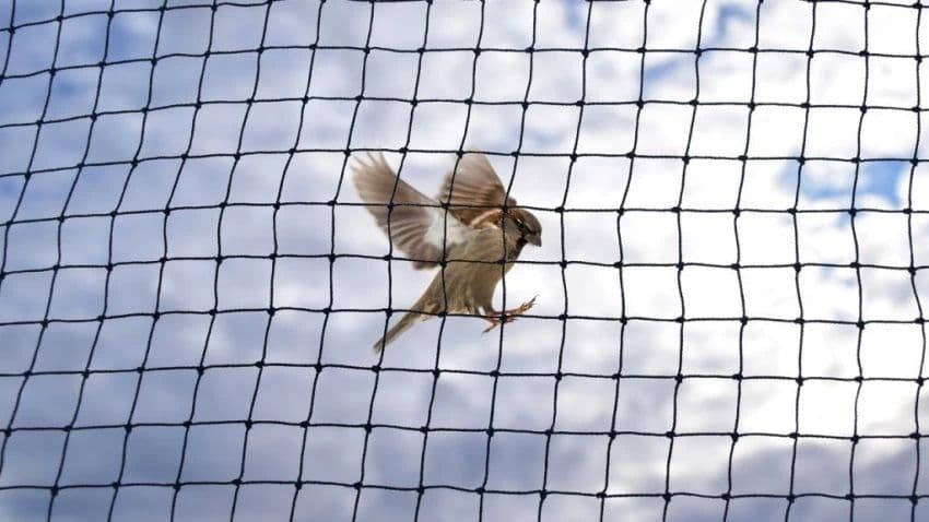 Anti-bird mesh installation on residential balcony in Bangalore